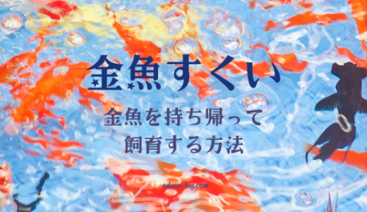 【お祭り】屋台でとった金魚を持ち帰り！飼育するために必要なこと